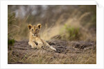 Lion cub resting on rocky outcrop in tall grass by Anonymous