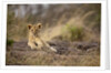 Lion cub resting on rocky outcrop in tall grass by Anonymous