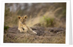 Lion cub resting on rocky outcrop in tall grass by Anonymous