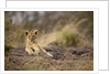 Lion cub resting on rocky outcrop in tall grass by Anonymous