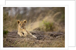 Lion cub resting on rocky outcrop in tall grass by Anonymous