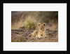 Lion cub resting on rocky outcrop in tall grass by Anonymous
