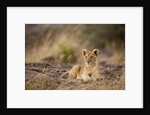 Lion cub resting on rocky outcrop in tall grass by Anonymous