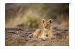 Lion cub resting on rocky outcrop in tall grass by Anonymous