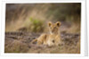 Lion cub resting on rocky outcrop in tall grass by Anonymous