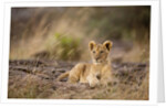 Lion cub resting on rocky outcrop in tall grass by Anonymous