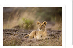 Lion cub resting on rocky outcrop in tall grass by Anonymous