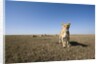 Curious lion approaching on savanna by Anonymous