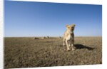 Curious lion approaching on savanna by Anonymous