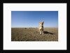Curious lion approaching on savanna by Anonymous