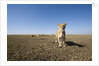 Curious lion approaching on savanna by Anonymous