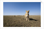 Curious lion approaching on savanna by Anonymous