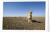 Curious lion approaching on savanna by Anonymous