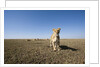Curious lion approaching on savanna by Anonymous