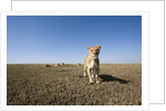 Curious lion approaching on savanna by Anonymous