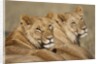 Lions resting in morning sun in Masai Mara National Reserve by Anonymous