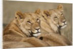 Lions resting in morning sun in Masai Mara National Reserve by Anonymous