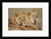 Lions resting in morning sun in Masai Mara National Reserve by Anonymous