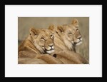 Lions resting in morning sun in Masai Mara National Reserve by Anonymous