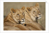 Lions resting in morning sun in Masai Mara National Reserve by Anonymous