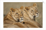 Lions resting in morning sun in Masai Mara National Reserve by Anonymous