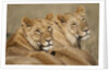 Lions resting in morning sun in Masai Mara National Reserve by Anonymous
