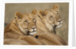 Lions resting in morning sun in Masai Mara National Reserve by Anonymous