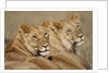 Lions resting in morning sun in Masai Mara National Reserve by Anonymous
