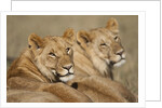 Lions resting in morning sun in Masai Mara National Reserve by Anonymous