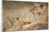Lioness with cub in Masai Mara National Reserve by Anonymous