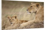 Lioness with cub in Masai Mara National Reserve by Anonymous