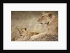 Lioness with cub in Masai Mara National Reserve by Anonymous