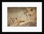 Lioness with cub in Masai Mara National Reserve by Anonymous