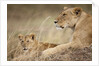 Lioness with cub in Masai Mara National Reserve by Anonymous