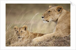 Lioness with cub in Masai Mara National Reserve by Anonymous