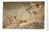 Lioness with cub in Masai Mara National Reserve by Anonymous