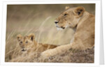 Lioness with cub in Masai Mara National Reserve by Anonymous
