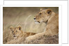 Lioness with cub in Masai Mara National Reserve by Anonymous