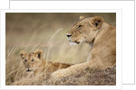 Lioness with cub in Masai Mara National Reserve by Anonymous