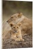 Lioness and cub by Anonymous