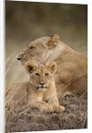 Lioness and cub by Anonymous