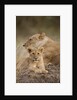 Lioness and cub by Anonymous