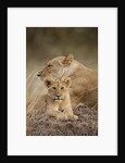Lioness and cub by Anonymous
