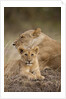 Lioness and cub by Anonymous