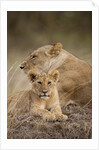 Lioness and cub by Anonymous