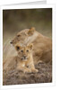 Lioness and cub by Anonymous