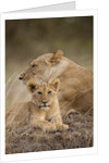 Lioness and cub by Anonymous