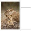 Lioness and cub by Anonymous