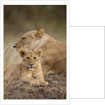 Lioness and cub by Anonymous