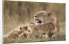 Lioness nursing cubs in Masai Mara National Reserve by Anonymous